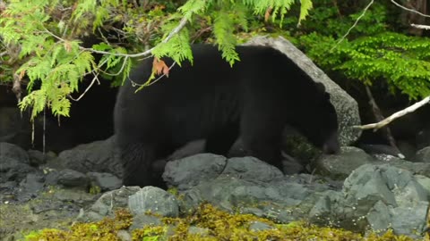 Island of the Sea Wolves 5