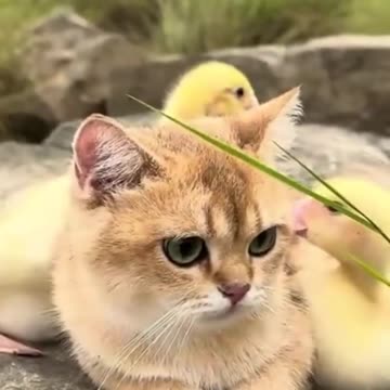 CUTE 😍🐥😸