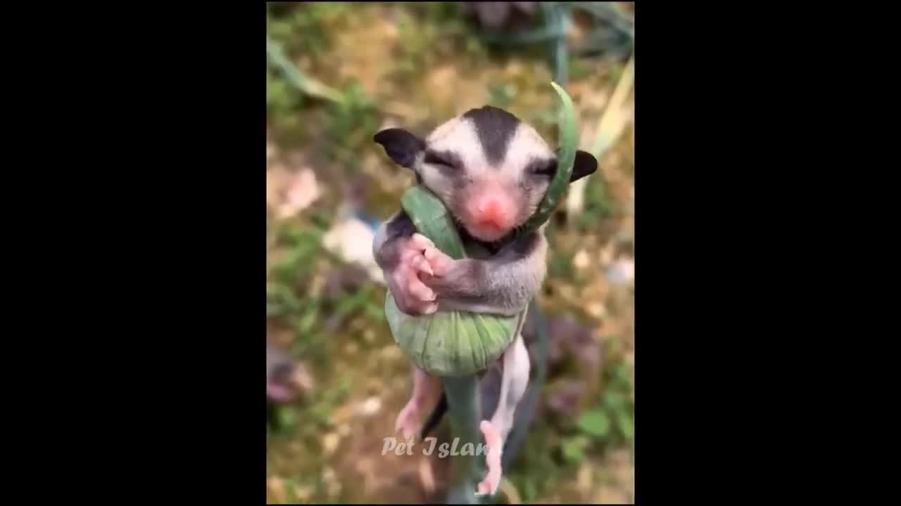Try not to laugh | Funny animal pet compilation.