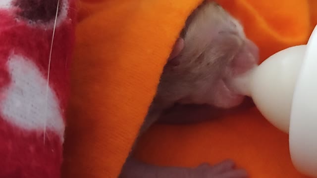 Premature Kitten Found and Fed