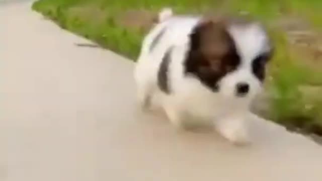 cute puppy vs innocent chick lets find out who wins the funny race