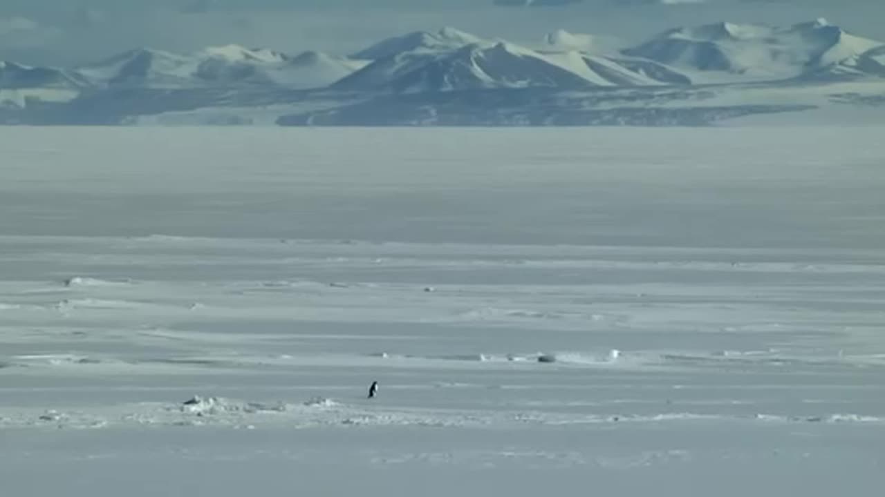 Penguin, Depressed...