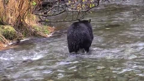 black bear this species does not grow much