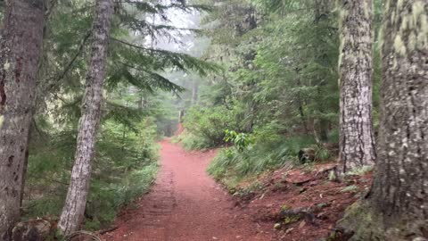 Oregon – Mount Hood National Forest – The Distinct Feeling of Classic Old Growth Forests – 4K