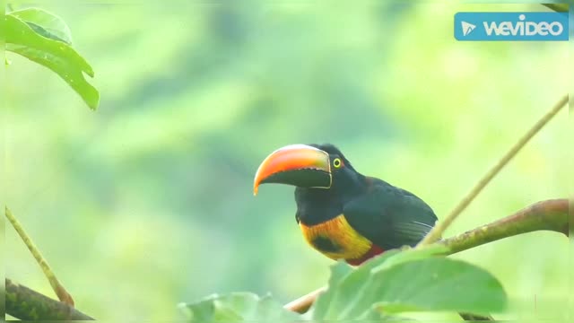 Beautiful Fiery billed aracari