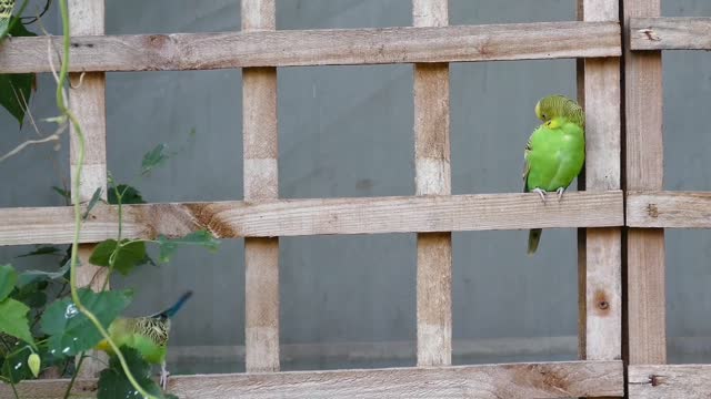 PARAKEET_BIRD