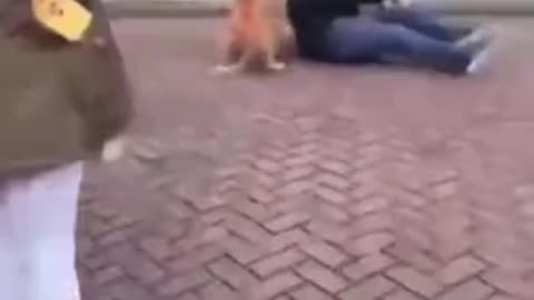 NETHERLANDS: Man walking his dog attacked by African Muslim invaders