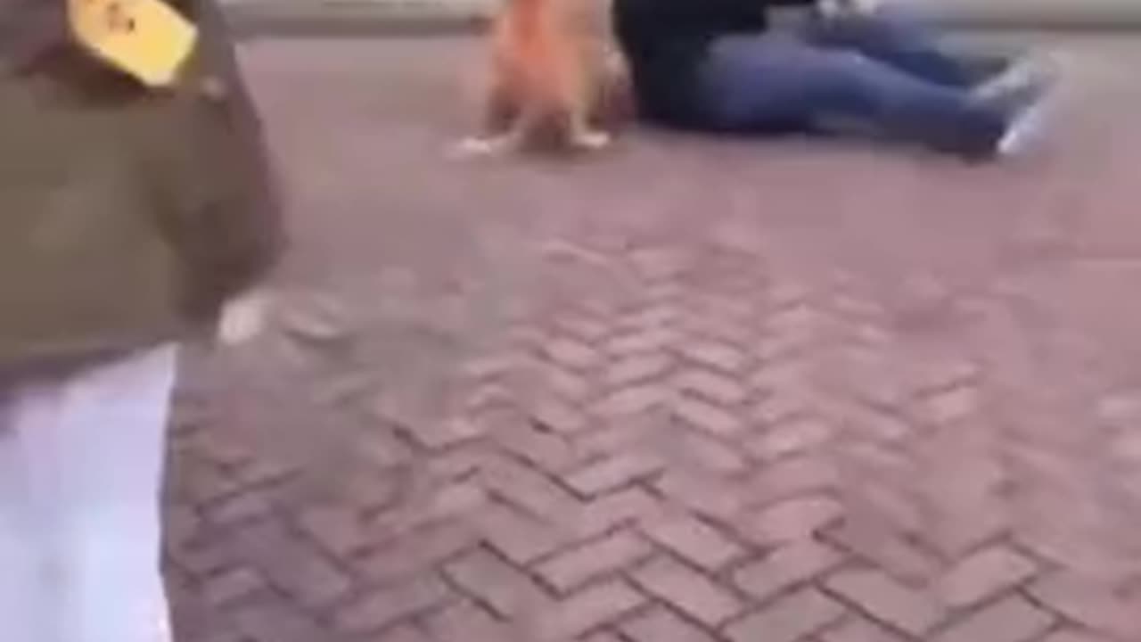 NETHERLANDS: Man walking his dog attacked by African Muslim invaders