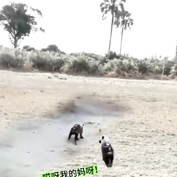 The confusing behavior of animals and the incred