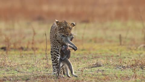 Leopard Holding Baboon Mom in Its Mouth as Infant Clings to Her