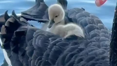 Black Duck Carrying Ducklings on Her Back Across a Serene River