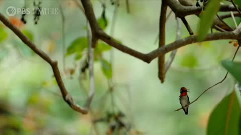 Feeding the birds