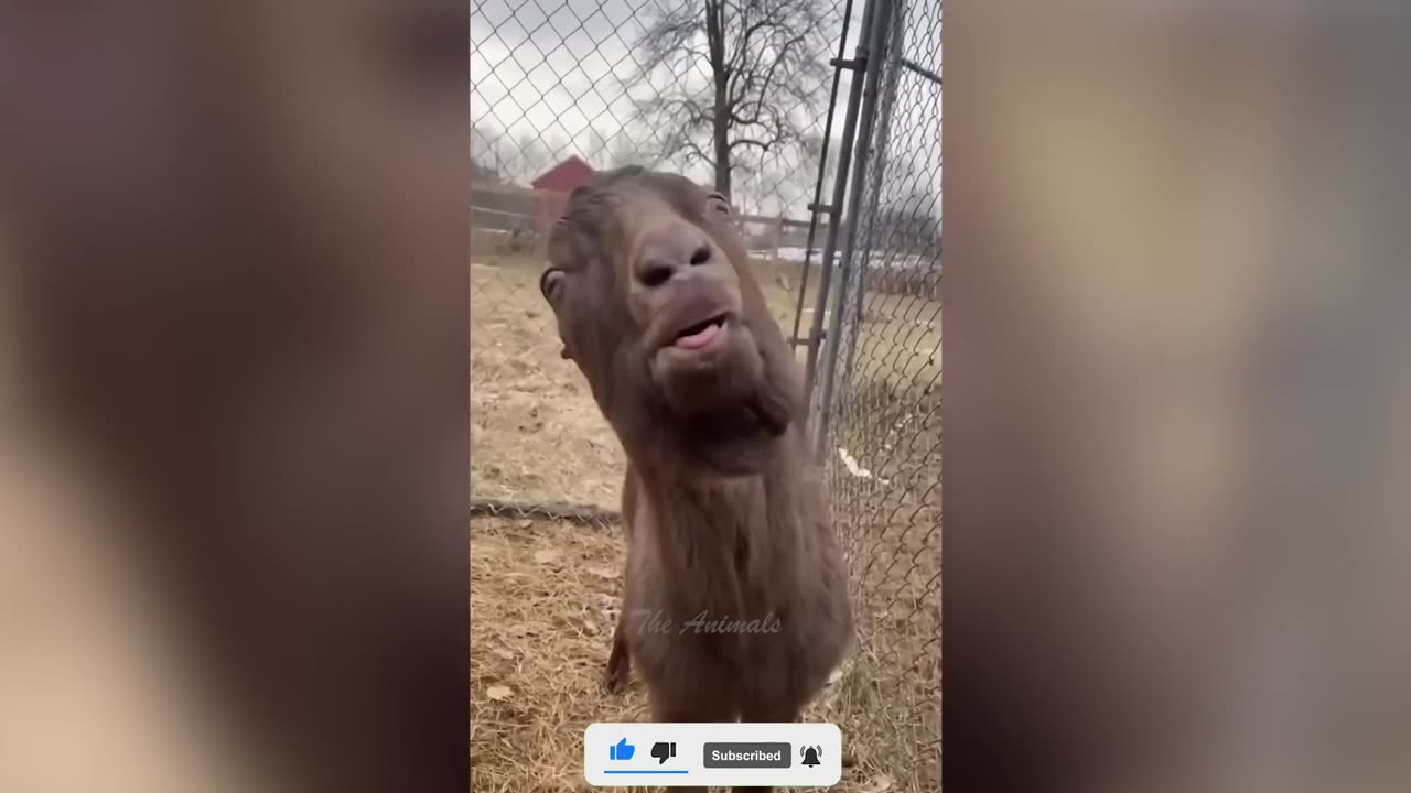 bird steals a dog's food right out of his bowl.