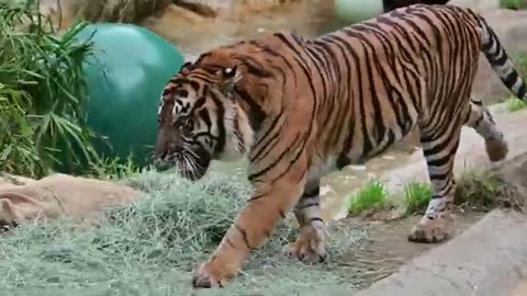 Tiger, biggest animal