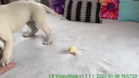 Golden Retriever Puppy Meets Tiny Chick for the First Time!