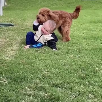 Shorts - Dog Playing...