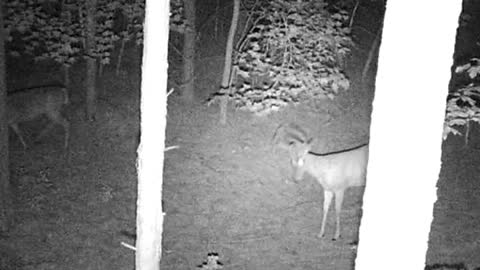 Tasco trail camera summer number 2