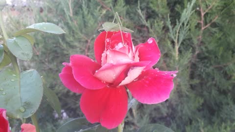 Green stranger on a rose