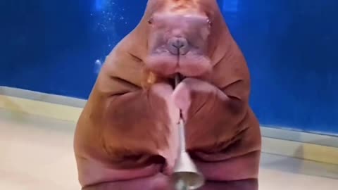 walrus