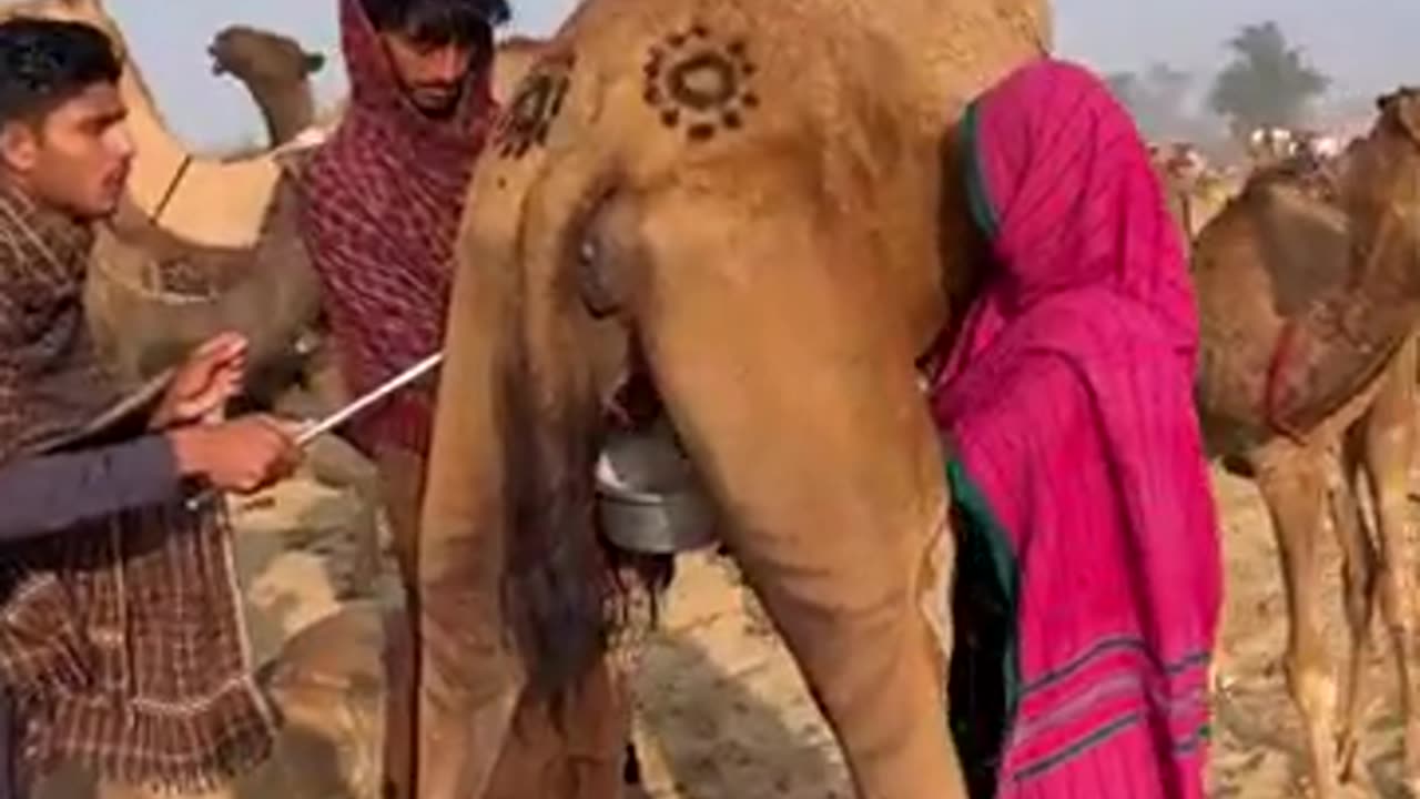 Camel milking