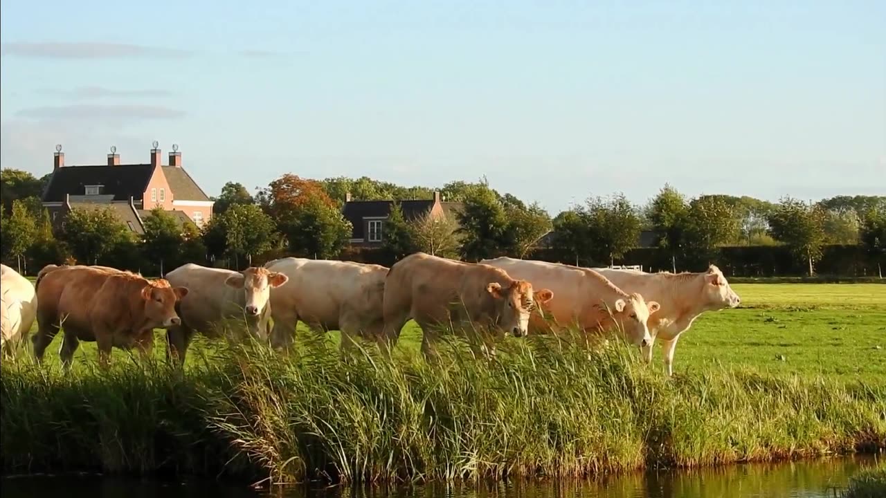 Herd Of Cows In The Countryside