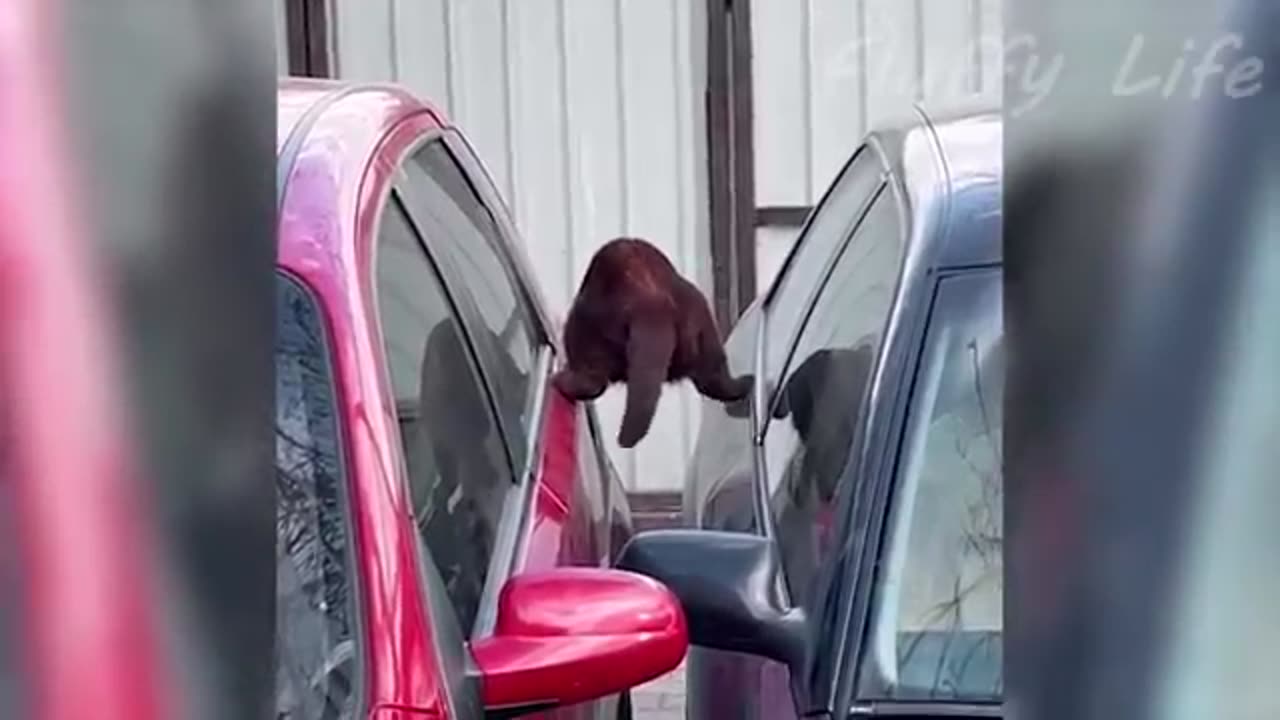 Funny animals.01
