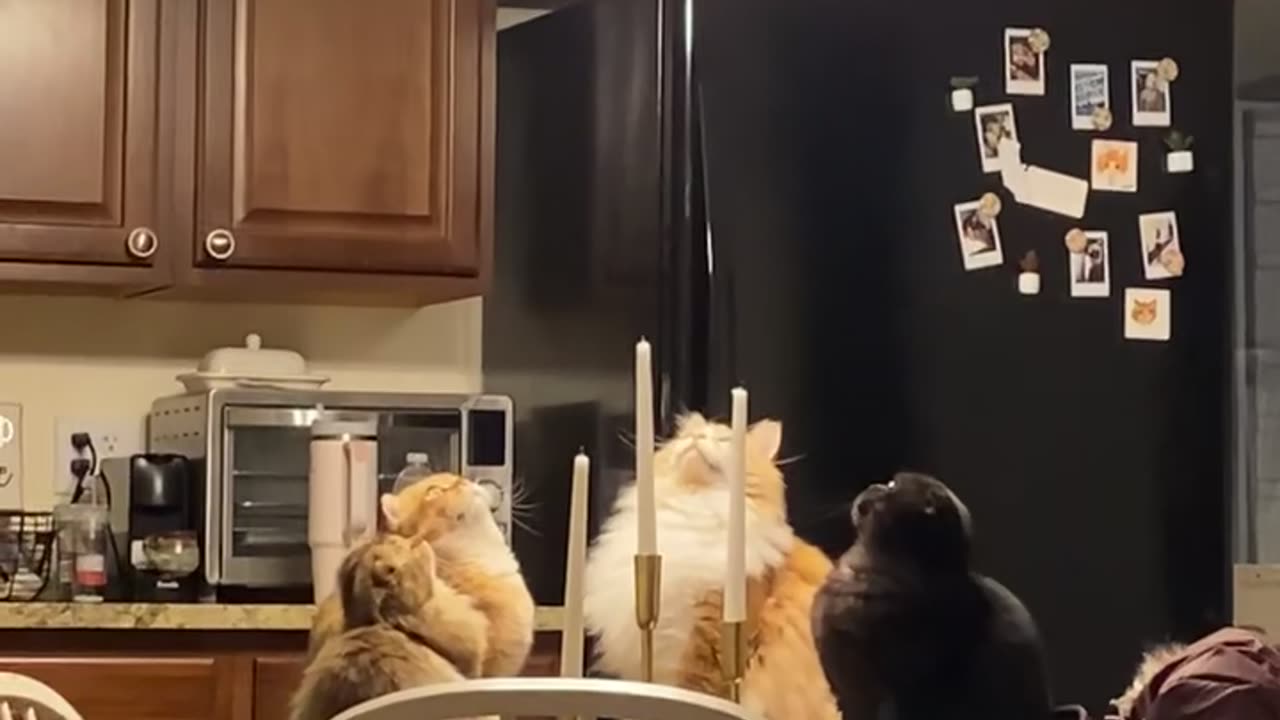 Cats Sit in Ominous Circle