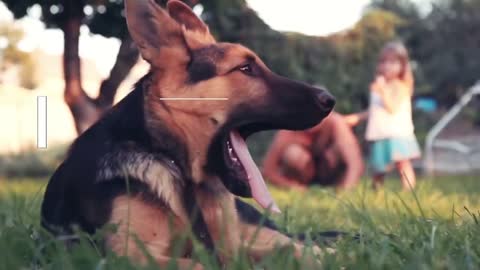 5 Things You Must Never Do to Your German Shepherd