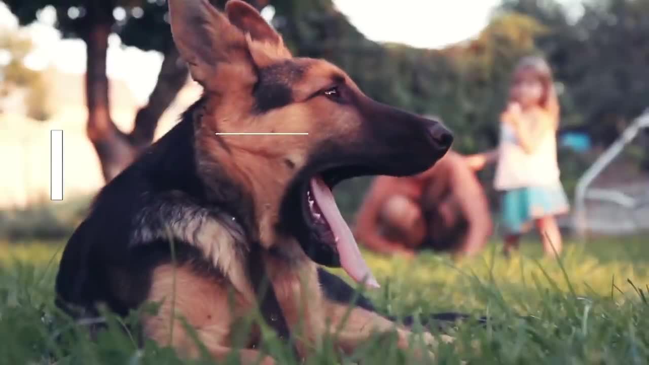 5 Things You Must Never Do to Your German Shepherd