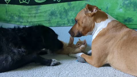 dogs best friends with kitten