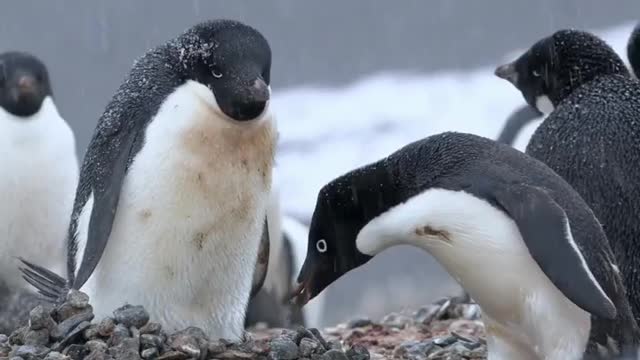 A male Adélie penguin building a nest with pebbles.