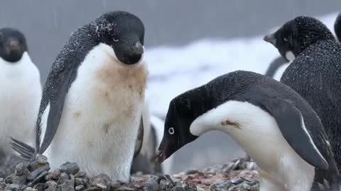 A male Adélie penguin building a nest with pebbles.