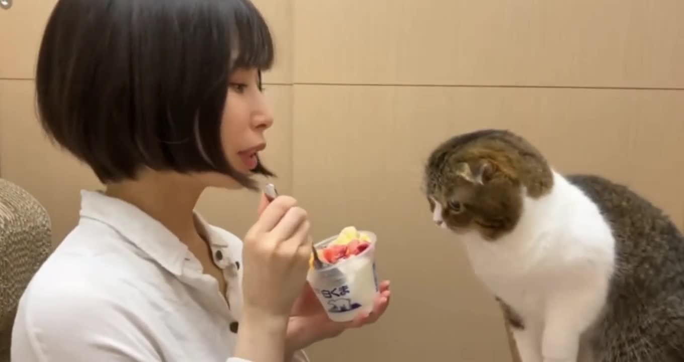 When I eat ice cream, the kitten tries to grab food from me