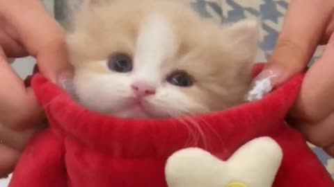 Such adorable kittens, who could resist？