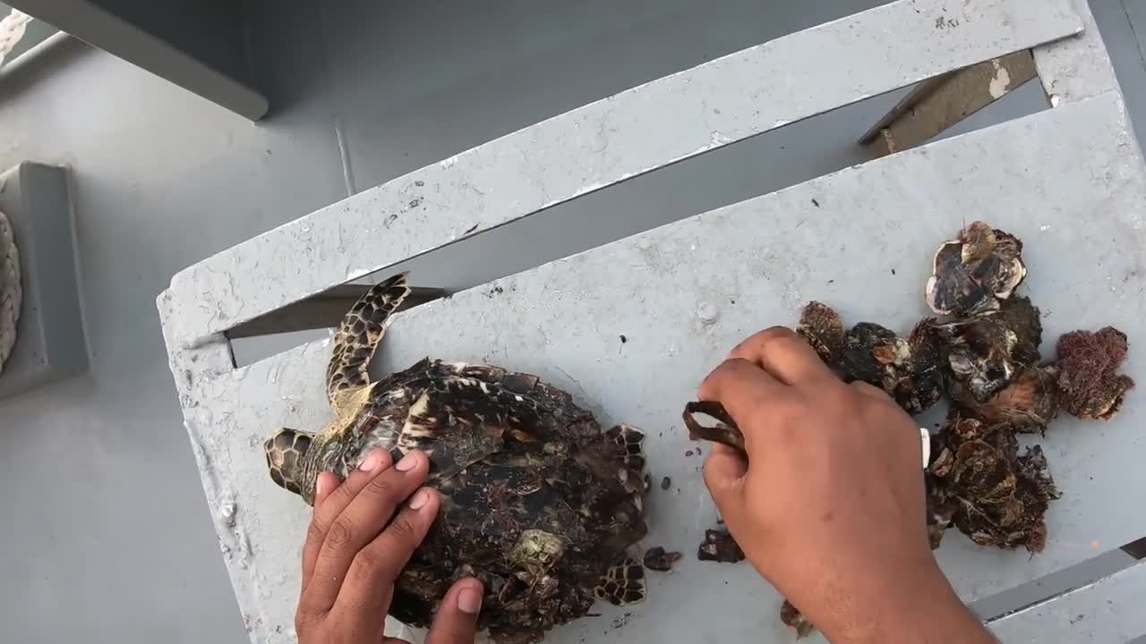 Rescue Sea Turtle Removing Barnacles From a Poor Sea Turtle | animals, Nature, turtles, ocean, ASMR