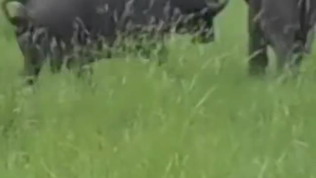 Elephant kicks a buffalo in the head.#shorts #elephantvsbuffalo