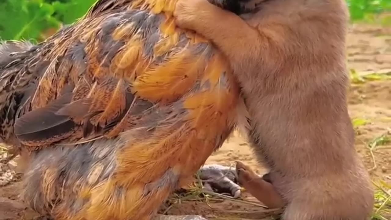 Friendship / puppy and chicken . A beautiful moment