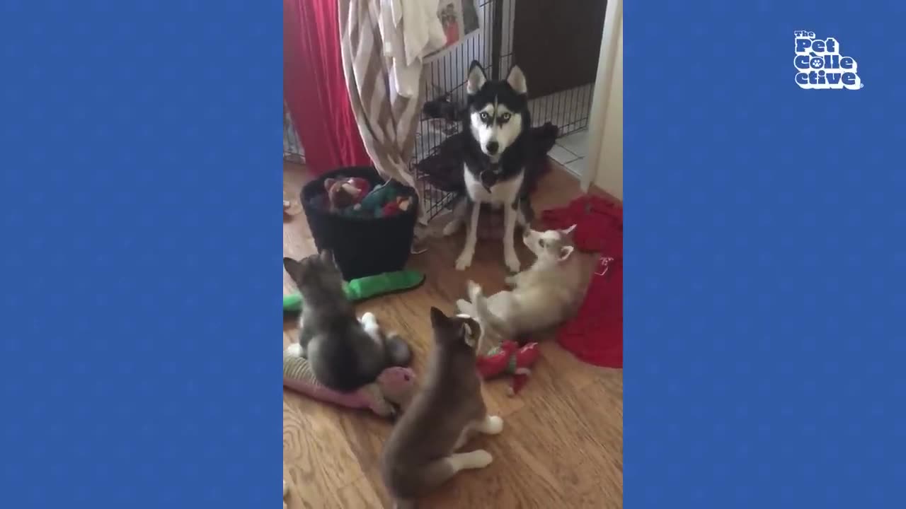 FUNNIEST Huskies Videos | 15 Minutes Best