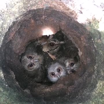 The owl family gathers in the tree hole