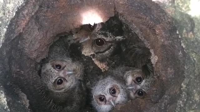 The owl family gathers in the tree hole