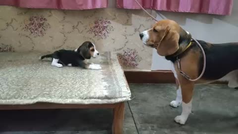 Deep conversation between father & daughter | Leo & Lilly |Leo The Beagle