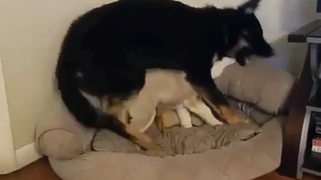 funny & cute animals