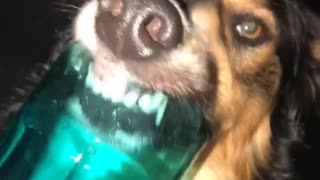 Thirsty Dog Laps from Glass