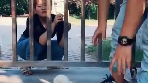 Funny pomeran