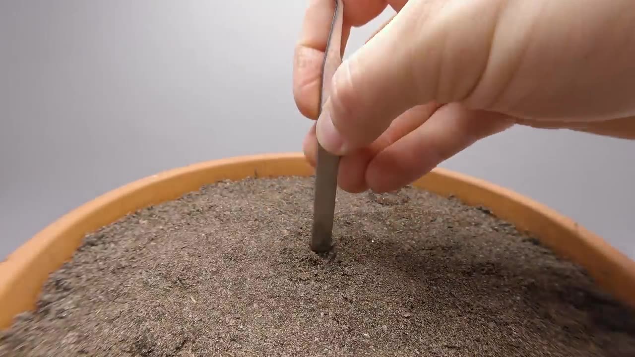 BAMBOO Growing From Seed Time-lapse