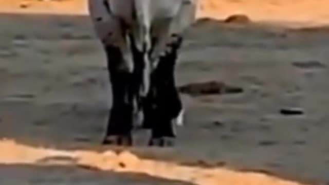 What frightened the cow?