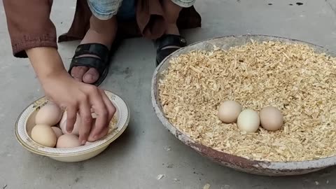 Young hen hatching eggs to chicks first time || Harvesting Eggs to chicks || Nine chicks hatched