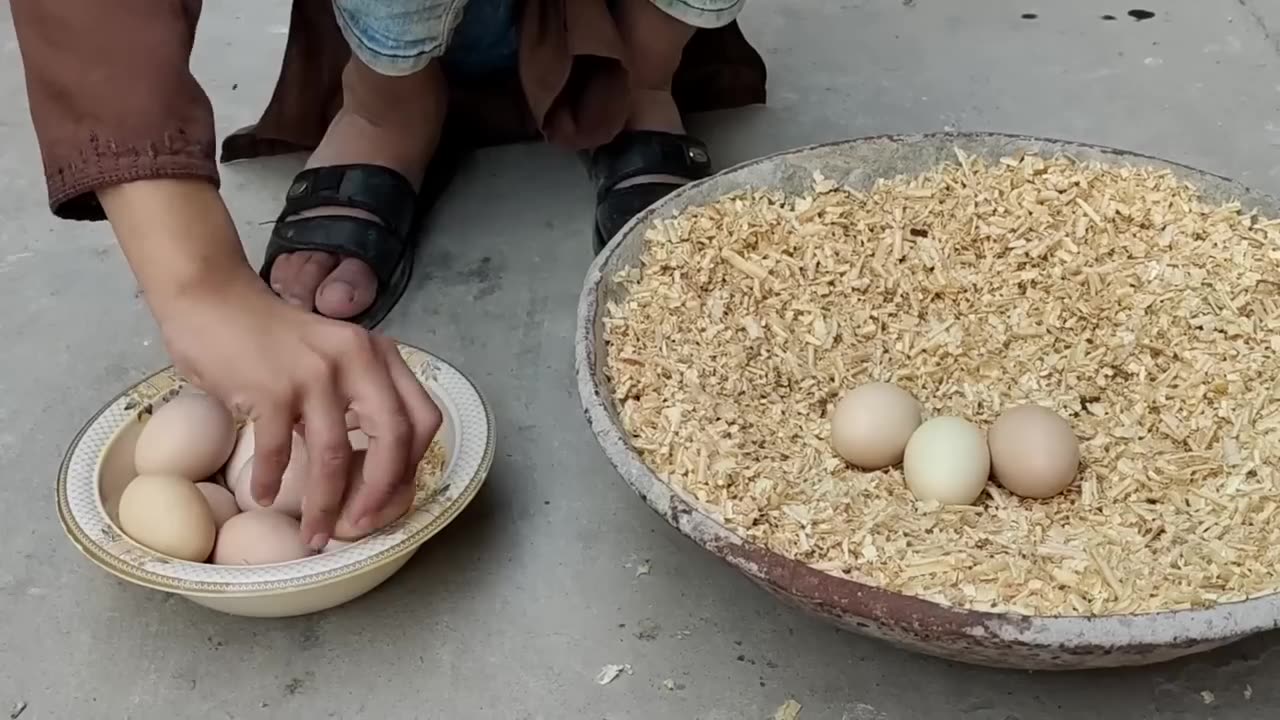 Young hen hatching eggs to chicks first time || Harvesting Eggs to chicks || Nine chicks hatched