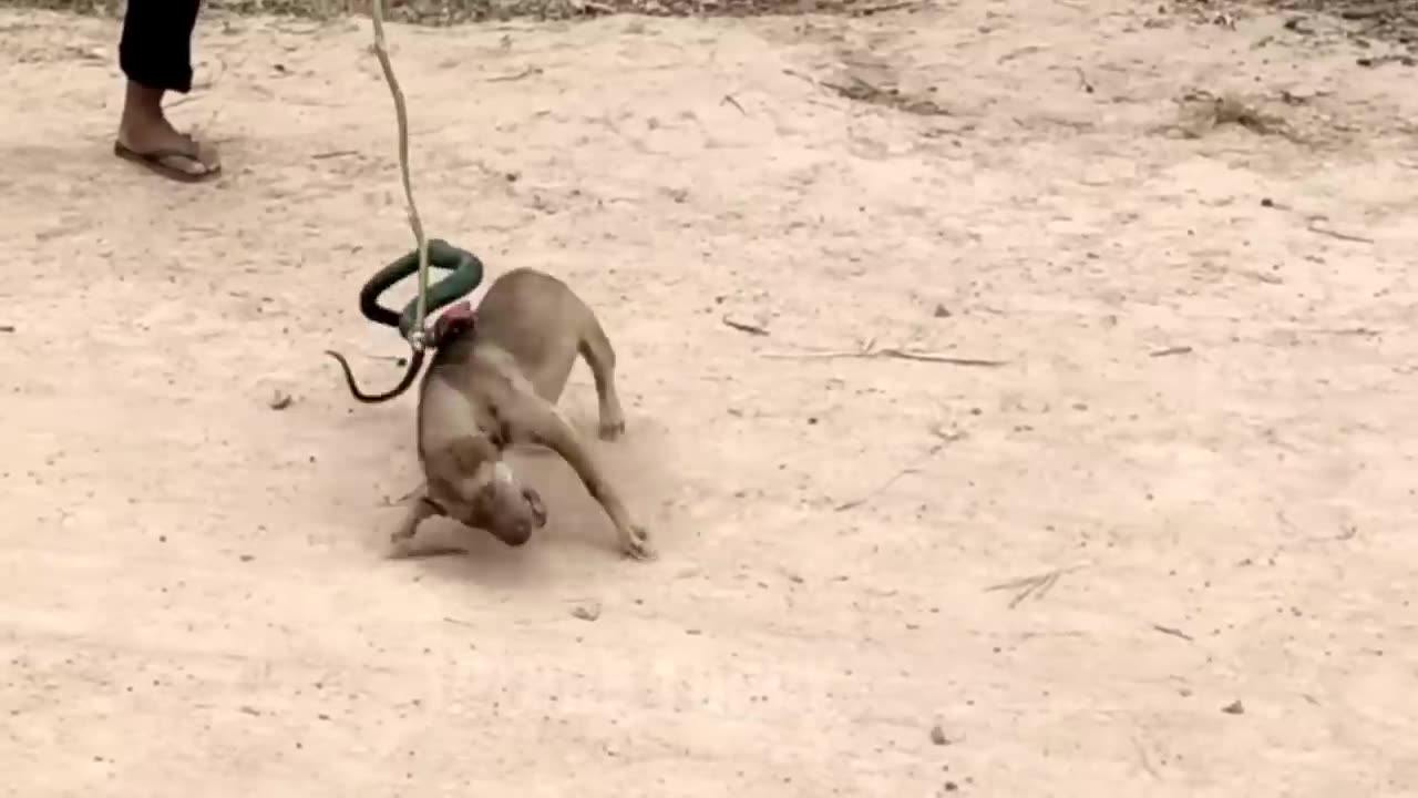 funny troll prank Dog ever