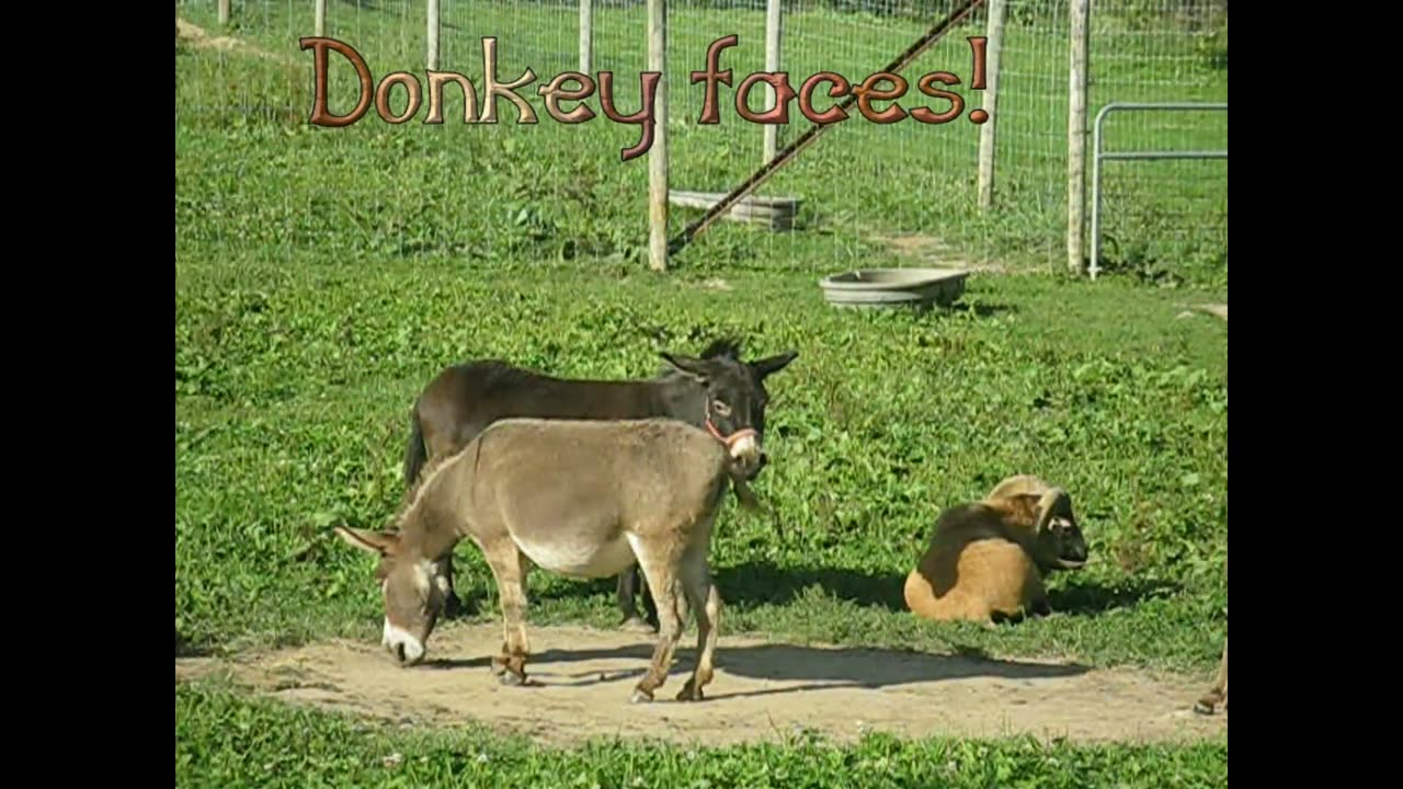 Donkey Faces